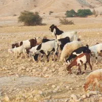 پازن پاکستانی|حیوانات مزرعه|برازجان, |دیوار