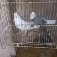 کبوترپرشی|پرنده|قم, شهرک امام حسین|دیوار