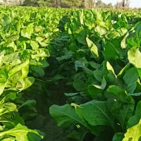 پالِک یا همون اسفناج موجوده