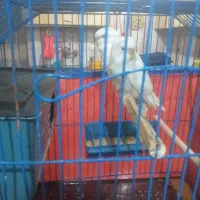 فروش سه جفت پرنده عروس. برزیلی. مرغ عشق|پرنده|بندر ماهشهر, |دیوار