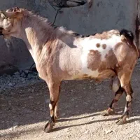 سومال ذات دوقلویی جنس خوب