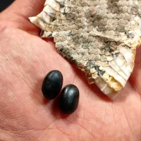 مهر مارکبری عینکی