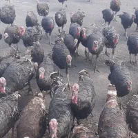 هشدرخان طبیعی