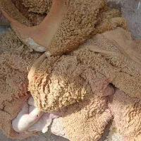 سیراب بهداشتی درمانی