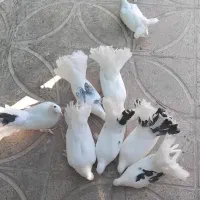 کبوتر
