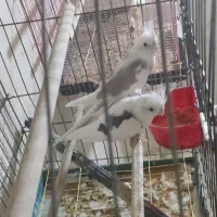 (فروش یامعاوضه با لاری اوشامو) 2 جفت عروس هلندی|پرنده|سلماس, |دیوار