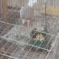 طوقی ماده درجه یک