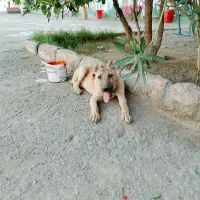 حیوان سگ سرابی