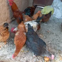 مرغ وبوقلمون|حیوانات مزرعه|خواف, |دیوار