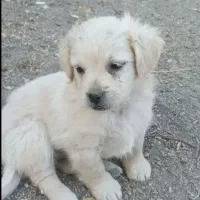 سگ پاکوتاه|سگ|زنجان, |دیوار