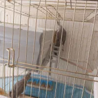 عروس هلندی نر وماده