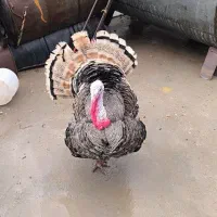 بوقلمون نر