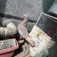 سرک قهوه ای/کوهی / سبز ونکی