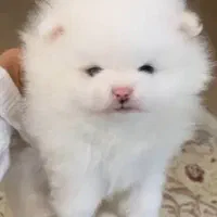 سگ آپارتمانی|سگ|بهبهان, |دیوار