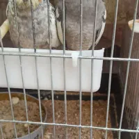 عروس هلندی