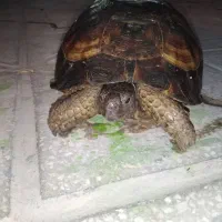 حیوان خانگی