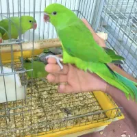 جوجه ملنگو نرم خور وسرلاکی
