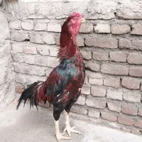 خروس لاری|حیوانات مزرعه|نقده, |دیوار