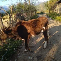 گاو ورزا لیشه