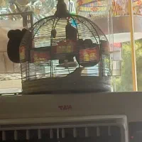 فروش سهره مست مست