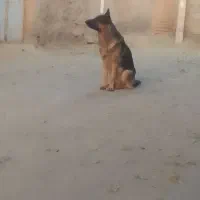 سگ ژرمن اصل|سگ|اراک, |دیوار