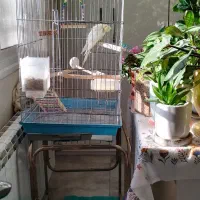 قفس عروس هلندی