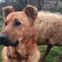 فروش سگ نگهبان و گله ای|سگ|لاهیجان, آهندان|دیوار