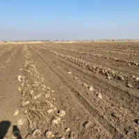 چغندر قند|خدمات باغبانی و درختکاری|بکتاش, |دیوار