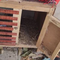 مرغ و خروس|حیوانات مزرعه|هرسین, |دیوار