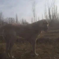 واگزاری|سگ|سلماس, |دیوار