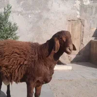 بره نر|حیوانات مزرعه|خواف, |دیوار