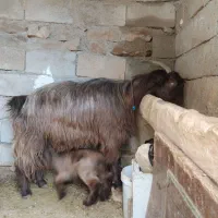 بز با بیگ|حیوانات مزرعه|اندیکا, |دیوار