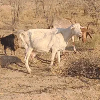 بز سانن جوون