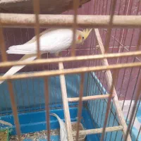 دوعدد عروس هلندی  نر معاوضه با ماده|پرنده|خوسف, |دیوار