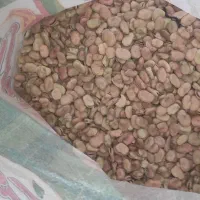 باقلا برای کاشت