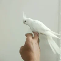 عروس آلبینو درجه یک