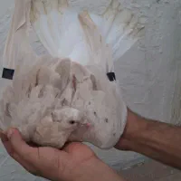 کبوتر کوهی کرم دم سفید 10پری عطیقه