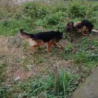 واگذاری سگ ژرمن