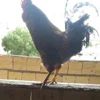 خروس داروی چاق