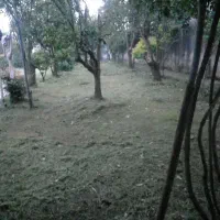 علف تراشی هرس درخت برش چوب کاشت نهال|خدمات باغبانی و درختکاری|عباس‌آباد, |دیوار