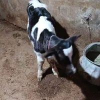 فروش گوساله نر