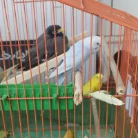 مرغ مینا دوعددمرغ عشق