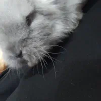 خرگوش گم شده دارای هویت