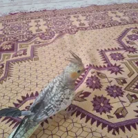 فروش عروس هلندی
