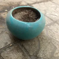 گلدان سفالی|گل و گیاه طبیعی|شیراز, سینما سعدی|دیوار