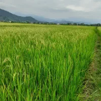 برنج گیلان خرید از کشاورز