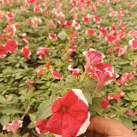 تولید گلهای باغچه ای وفضای سبز شرکت های وویلا|گل و گیاه طبیعی|لامرد, |دیوار