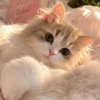 سرپرست گربه( فروشنده نیستم)