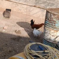 مرغ خروس