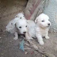 واگذاری توله پاکوتاه